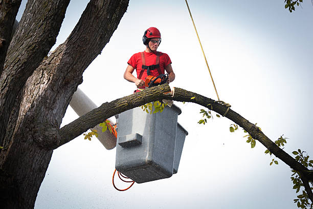 The Steps Involved in Our Tree Care Process in Grover, WY